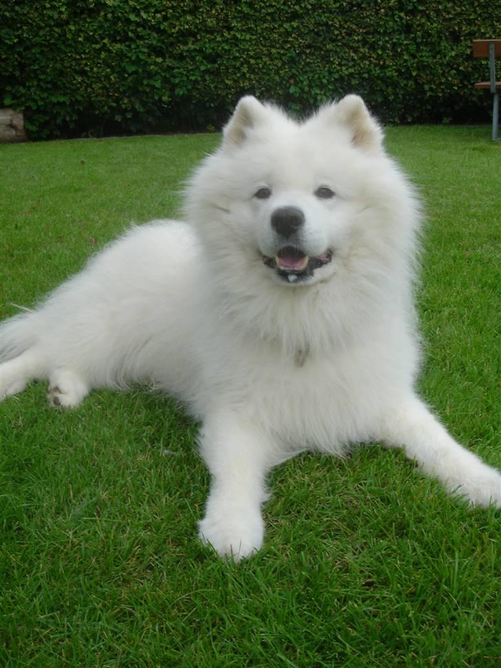 Samojedhund Nico R.I.P  billede 11