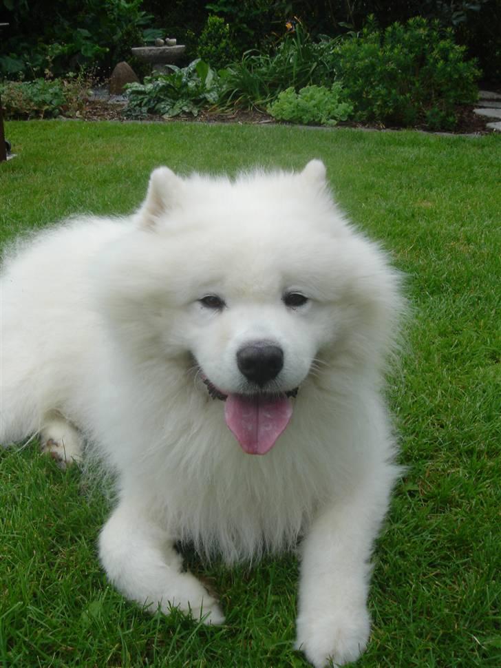 Samojedhund Nico R.I.P  billede 12