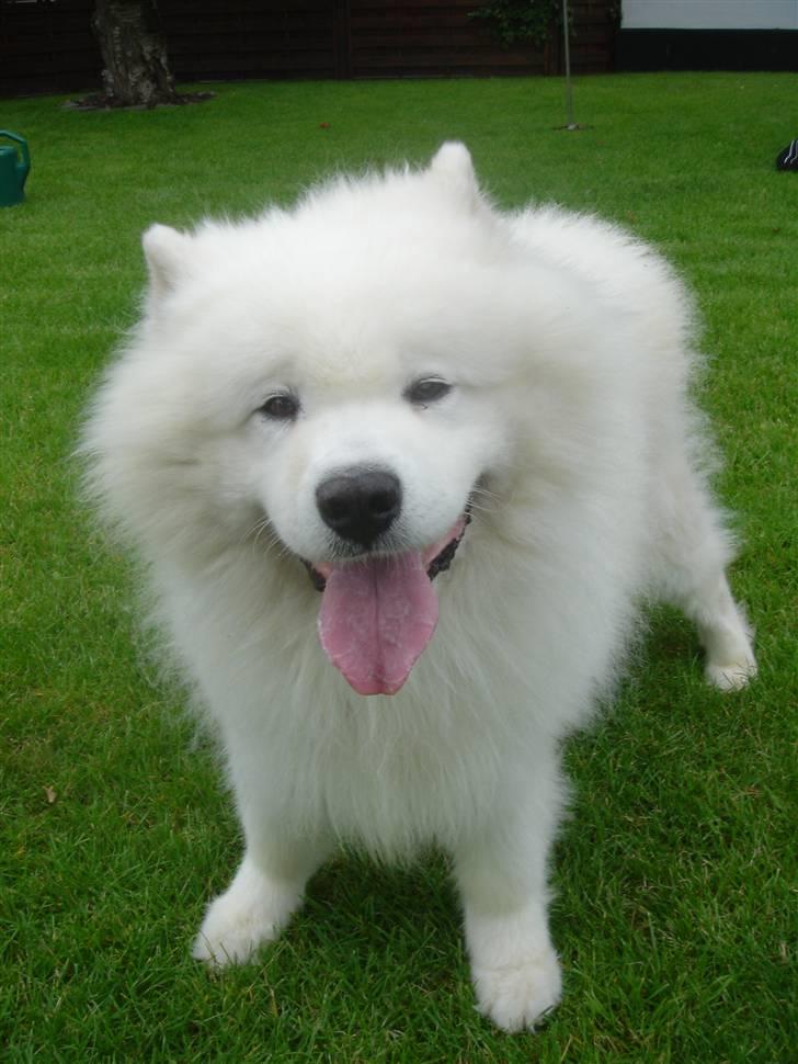 Samojedhund Nico R.I.P  billede 13