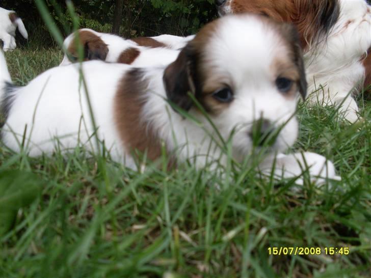 Kooikerhondje Høgedals (Lady) Smilla - Smilla ligger på lur i græsset billede 6