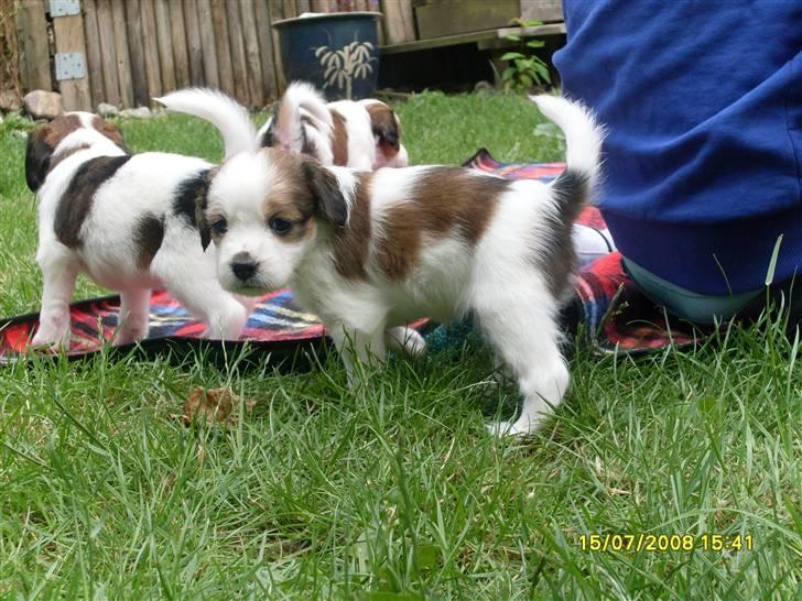 Kooikerhondje Høgedals (Lady) Smilla - "Hvad er der nu?" billede 8