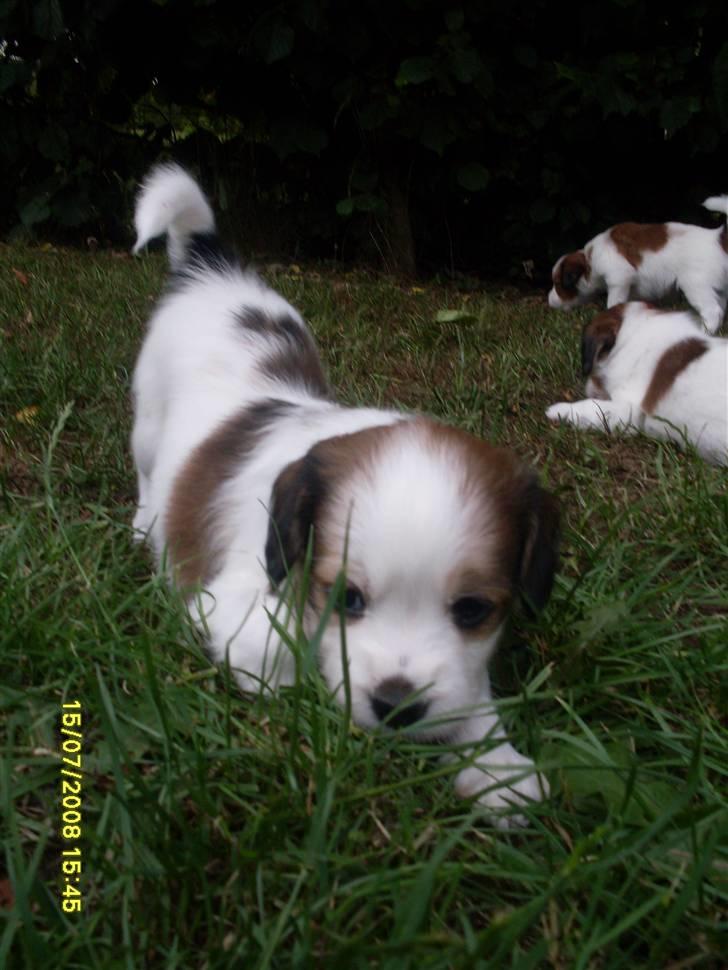 Kooikerhondje Høgedals (Lady) Smilla - "Jeg sniger mig frem som en ninja!" billede 9