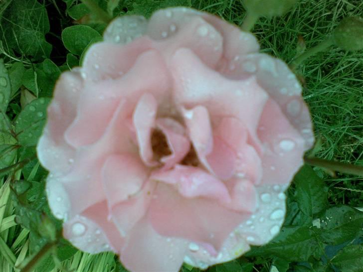 Blanding af racer Rosa sov sødt - en rose til en rosa billede 18