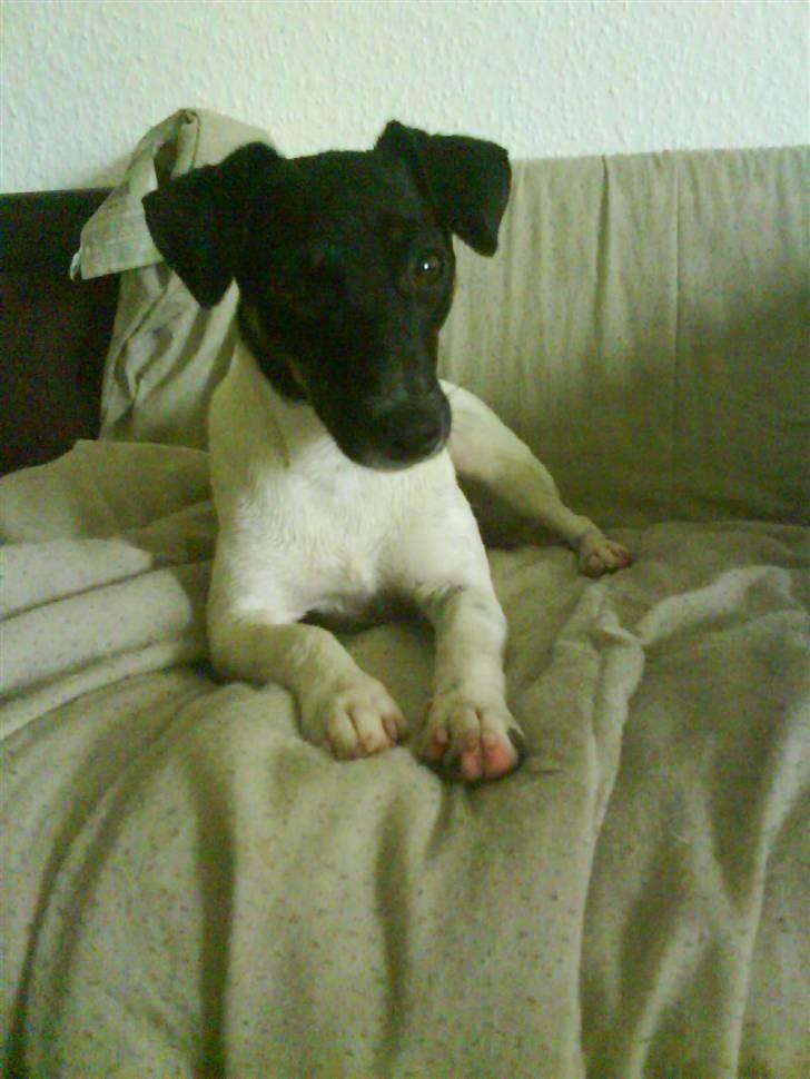 Dansk svensk gaardhund Shiwa - Shiwa  engang større end mig billede 1