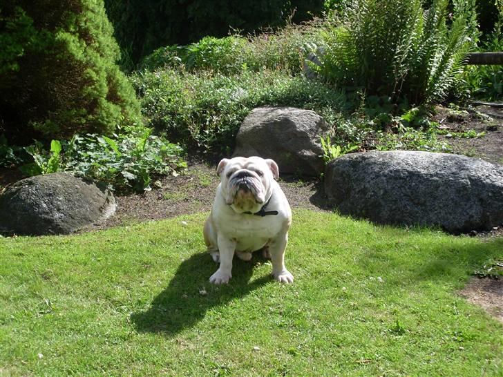 Engelsk bulldog Holger - 2 år billede 8