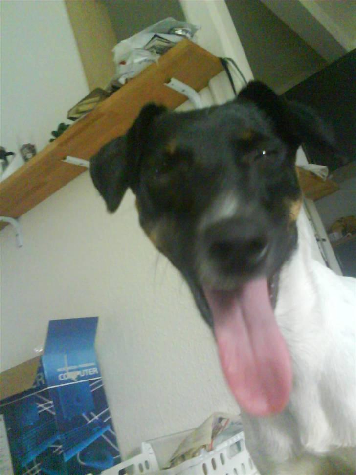 Dansk svensk gaardhund Shiwa - Frækt billede 2