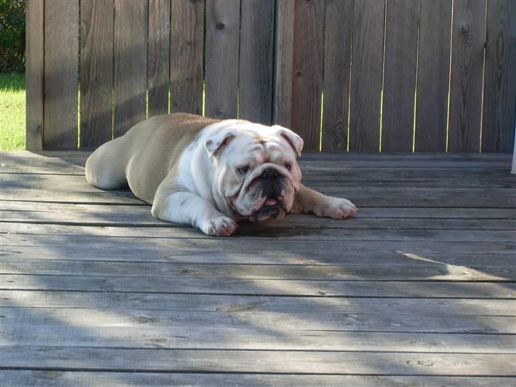 Engelsk bulldog Holger - 2 år billede 9