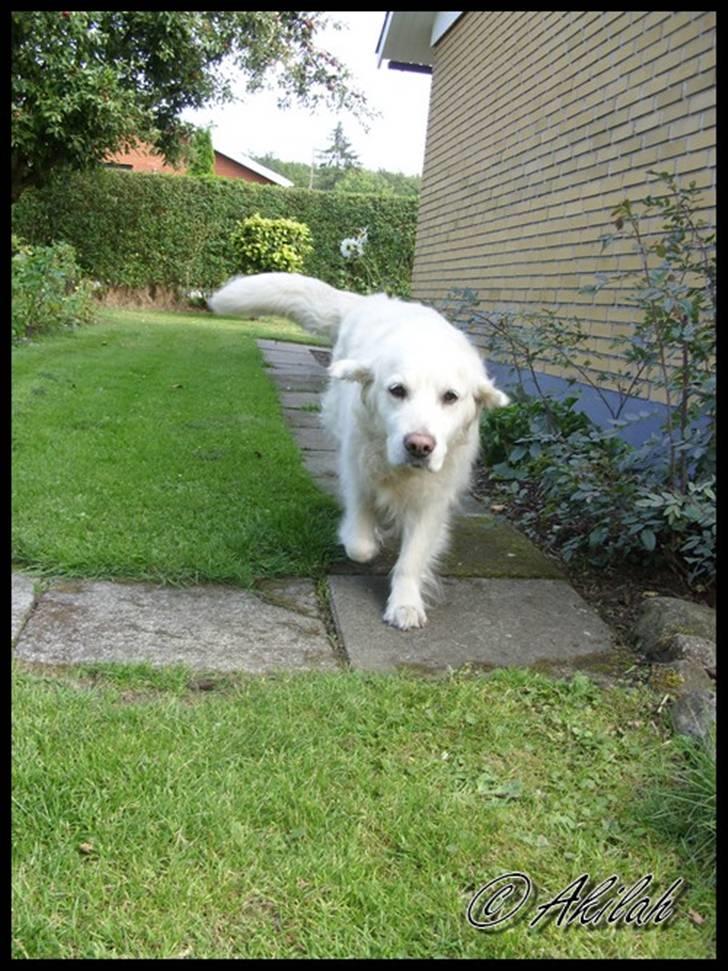 Golden retriever Cindi  billede 19