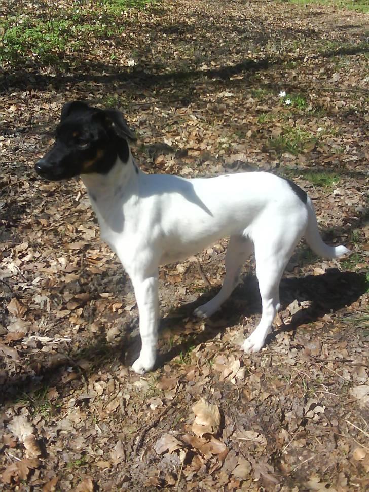 Dansk svensk gaardhund Shiwa - dejlit i skoven billede 3