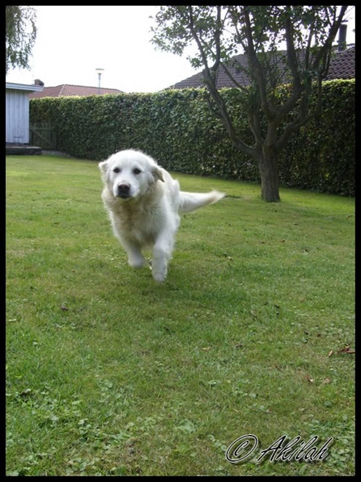 Golden retriever Cindi  billede 20