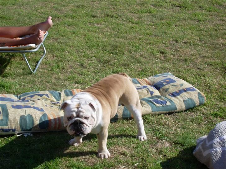 Engelsk bulldog Holger - 2 år billede 10