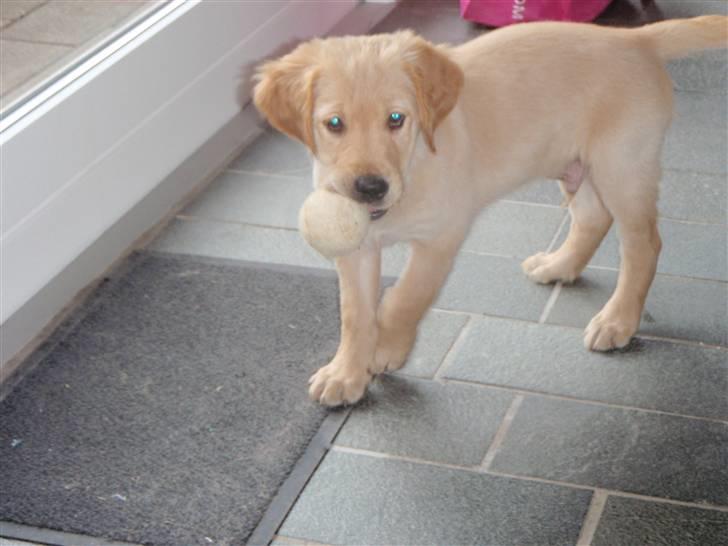 Golden retriever Walter - Her er jeg 9 uger billede 1