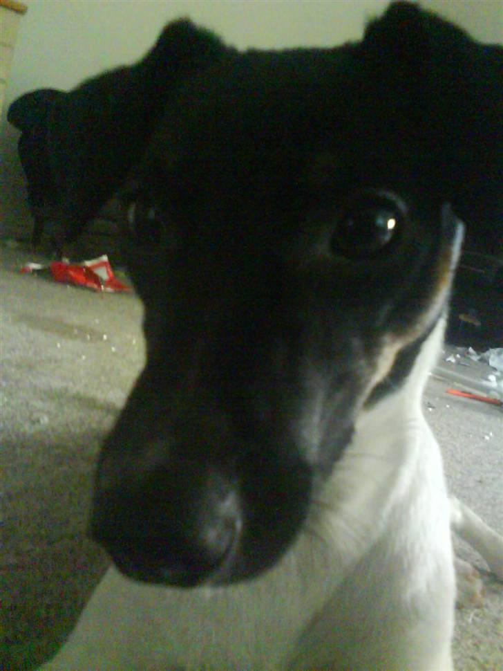 Dansk svensk gaardhund Shiwa billede 4