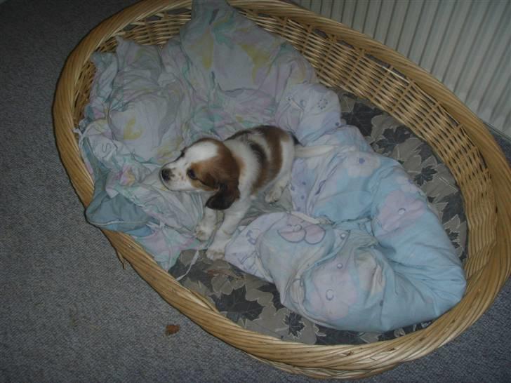 Kooikerhondje Høgedals (Lady) Smilla - "Det er MIN kurv!" billede 10