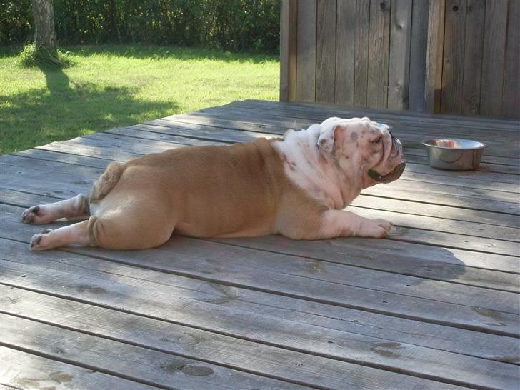 Engelsk bulldog Holger - 2 år billede 11