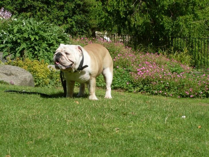 Engelsk bulldog Holger - 2 år billede 12