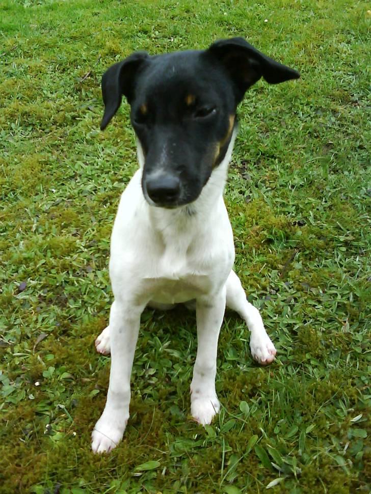 Dansk svensk gaardhund Shiwa - elsker at lege udenfor billede 5