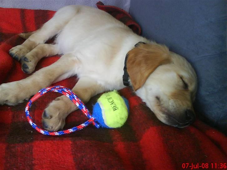 Golden retriever Walter - Jeg er stadig 9 uger og sover meget :-) billede 2