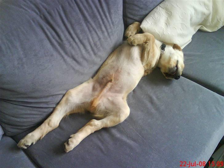 Golden retriever Walter billede 3