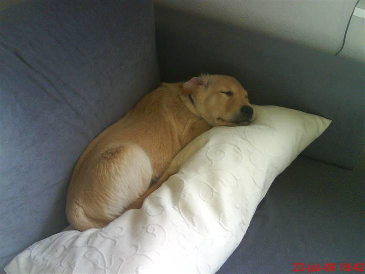 Golden retriever Walter billede 4