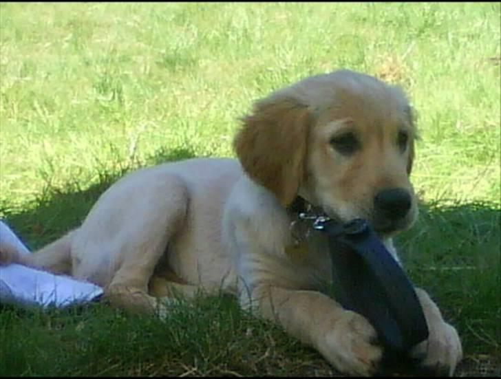 Golden retriever Walter - Her er jeg 10 uger billede 5