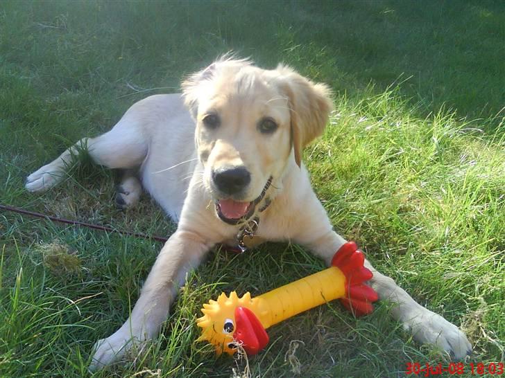 Golden retriever Walter - Skal vi lege? billede 6