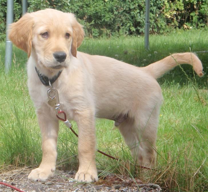 Golden retriever Walter billede 7