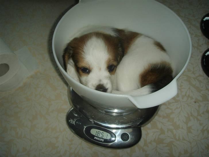 Kooikerhondje Høgedals (Lady) Smilla - "Jeg er alt for træt til at blive vejet!" billede 11