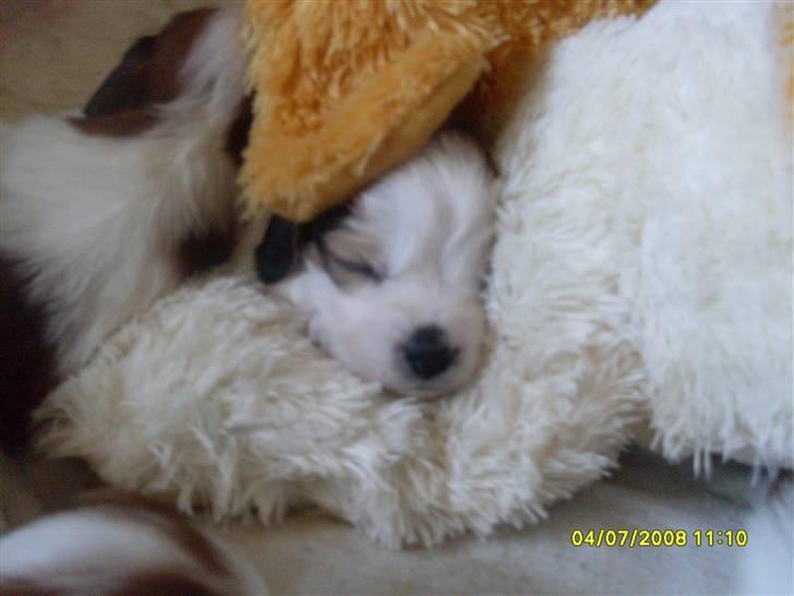 Kooikerhondje Høgedals (Lady) Smilla - Det er nu hyggeligt at ligge og putte med sin sovebamse billede 12