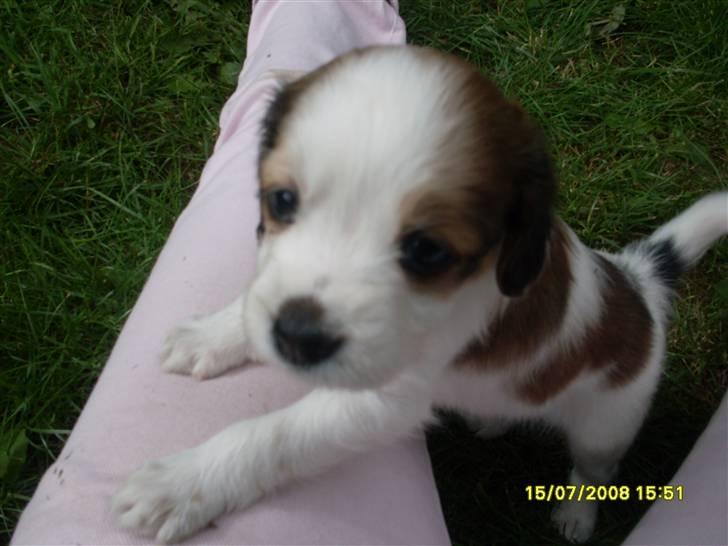 Kooikerhondje Høgedals (Lady) Smilla - "Tag mig op!!" billede 13