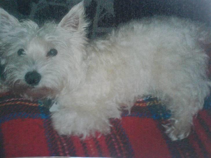 West highland white terrier Fnuggi - gammelt billede men søødt billede 2