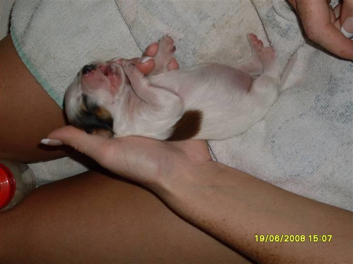 Kooikerhondje Høgedals (Lady) Smilla - Smilla som helt lille billede 14