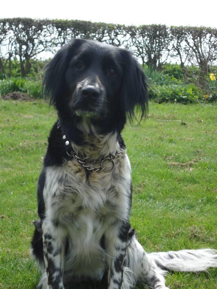 Blanding af racer Trine billede 16