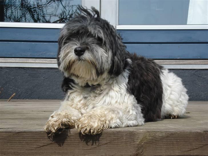 Løwchen Max billede 19