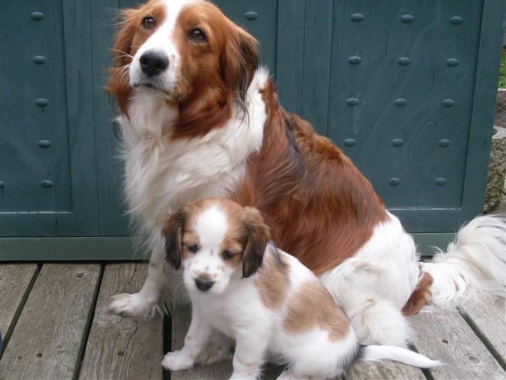 Kooikerhondje Høgedals (Lady) Smilla - Mor og datter billede 15