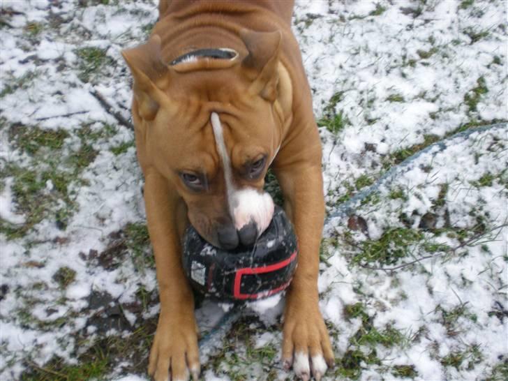 Amerikansk staffordshire terrier Bailey The Little Boss billede 14