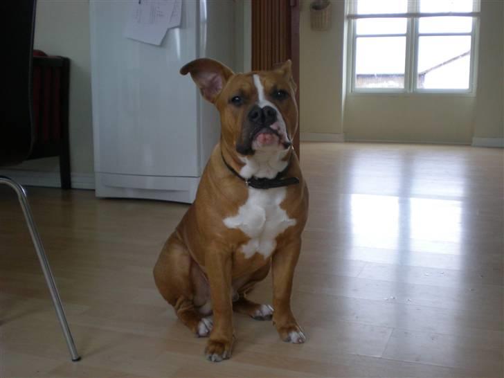 Amerikansk staffordshire terrier Bailey The Little Boss billede 15
