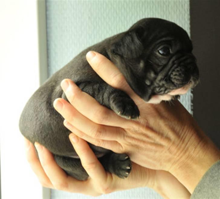 Fransk bulldog Dauløkke's Jimon-Jaré  - 4 uger billede 5