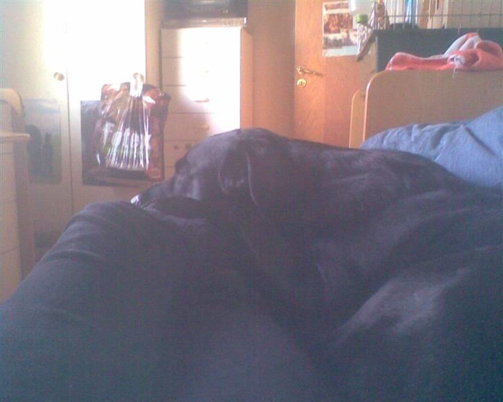 Blanding af racer Basse - Efter en laang dag er det godt med en lille lur xD billede 17