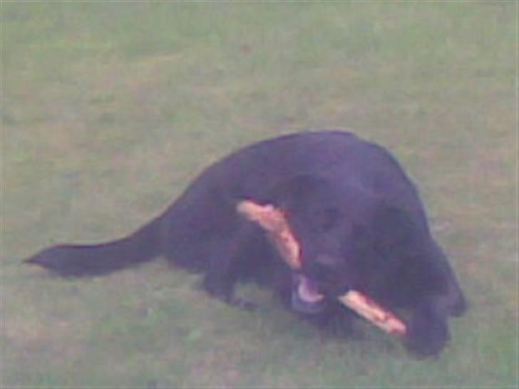 Blanding af racer Basse billede 18