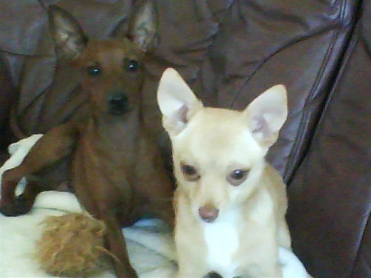 Chihuahua Gucci billede 10