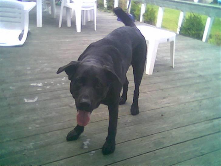 Blanding af racer Basse - Jaa!!! Nu skal vi lege!!!! billede 19