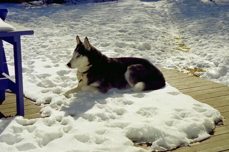 Siberian husky Sack - Lægger i sneen fordi han elsker det, i forhold til sommer :) billede 1