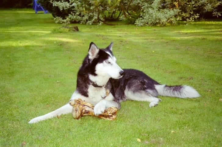 Siberian husky Sack - Leger og spiser grisse øre billede 2