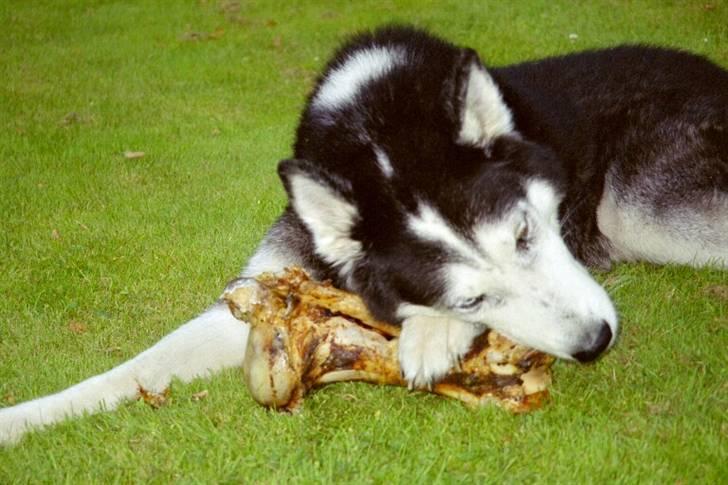 Siberian husky Sack - Hmm. Det smager godt :) billede 3