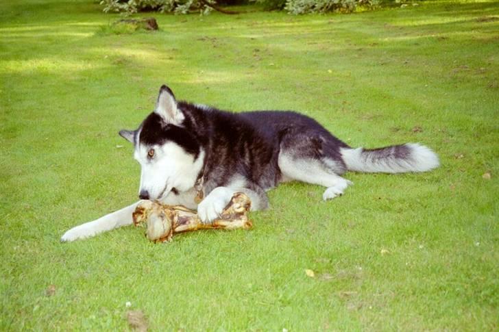 Siberian husky Sack - vil du havde mere :) billede 4