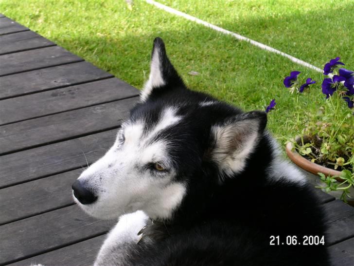 Siberian husky Sack - hans højre øje, var blåt, og det venstre, var orange :D billede 5