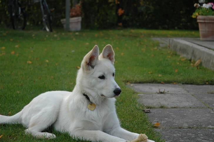 Blanding af racer *R.I.P* Hannibal - 4 okt billede 14