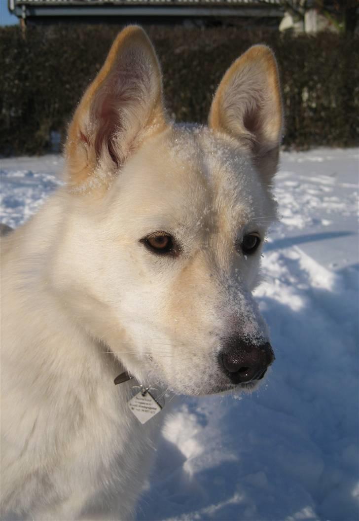 Blanding af racer *R.I.P* Hannibal - 30-01-2010 billede 15