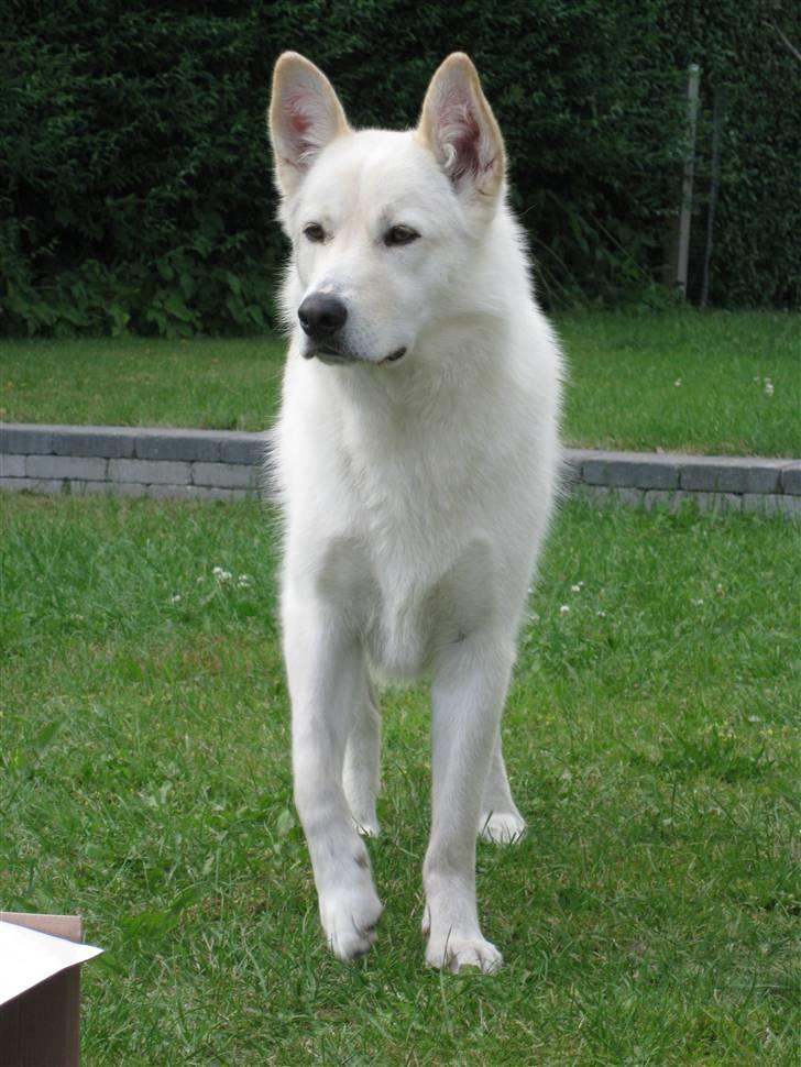 Blanding af racer *R.I.P* Hannibal - Juli 2010 billede 16